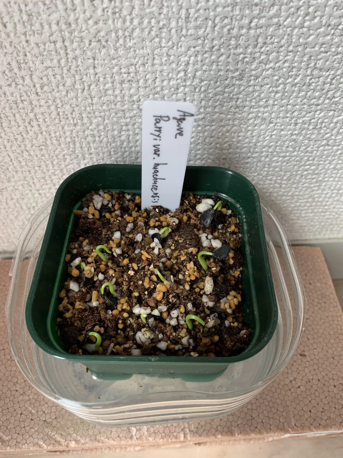 Agave parryi var. huachucensis (アガベ フアチュセンシス)