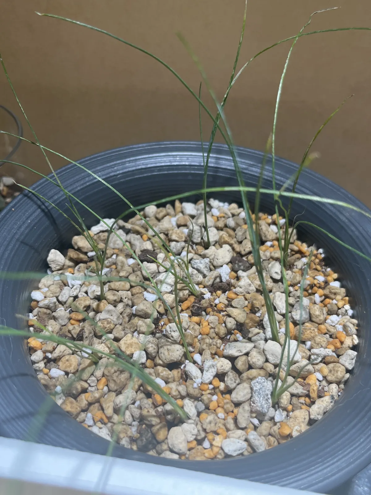 Dasylirion wheeleri (ダシリリオン ウィーレリ)