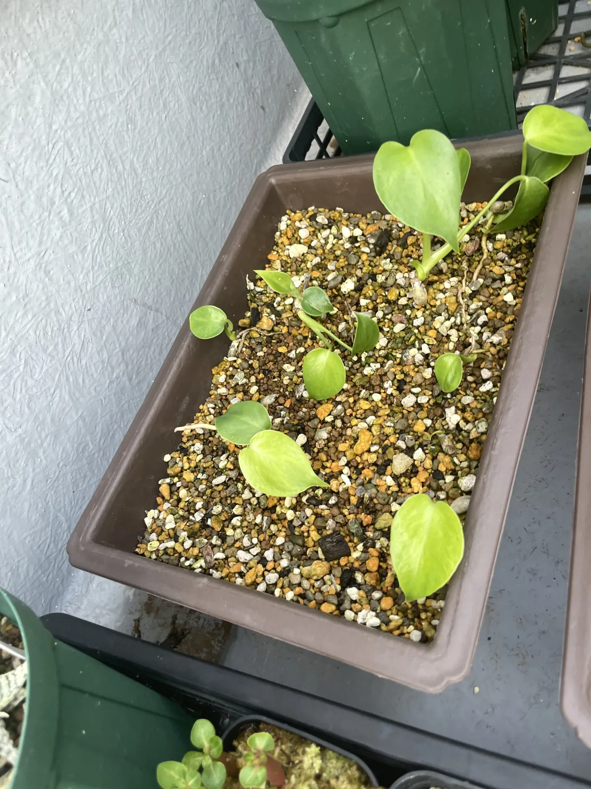 Monstera deliciosa Tauerii (モンステラ タウエリー)