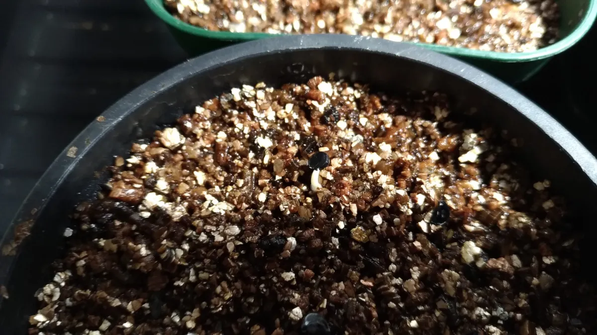 アガベ ディフォルミス アズール Agave difformis ‘Azul’