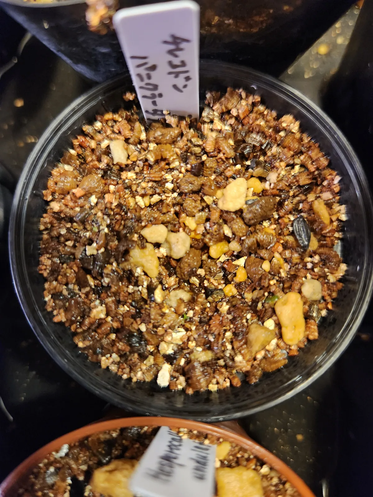 Tylecodon paniculatus (ティレコドン パニクラタス)