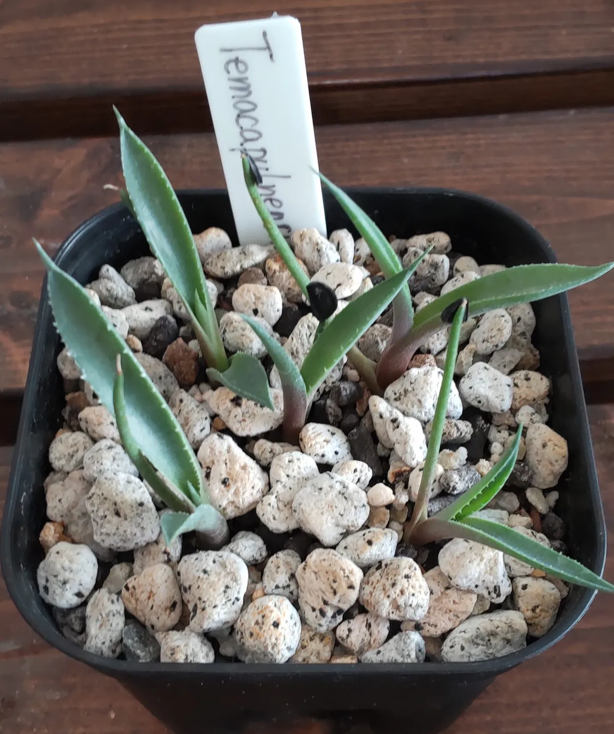 Agave temacapulinensis (アガベ テマカプリネンシス)
