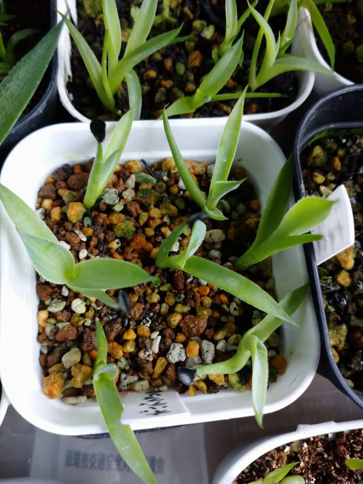 Agave ovatifolia (アガベ オバティフォリア)