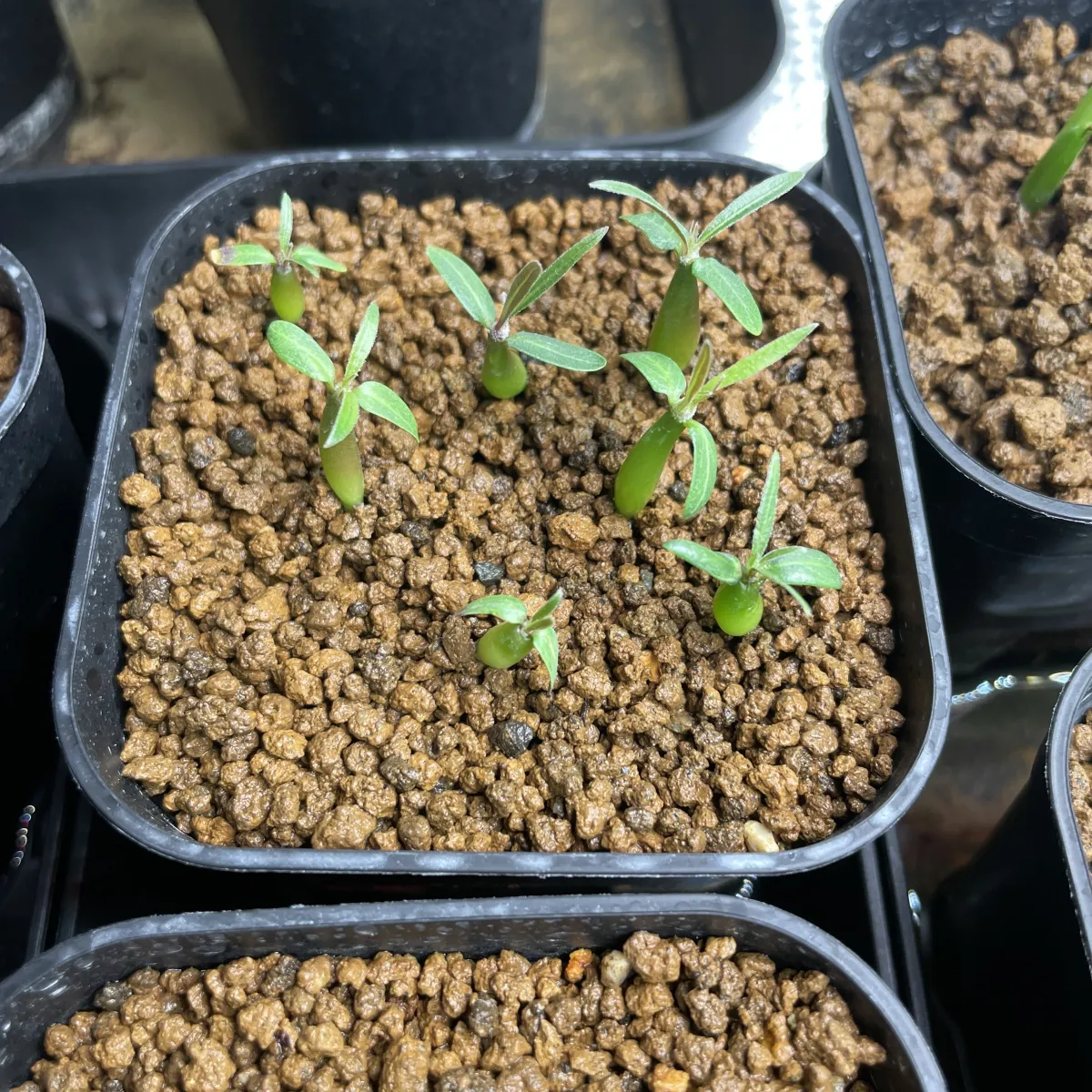 Pachypodium rosulatum var. gracilius (パキポディウム グラキリス)