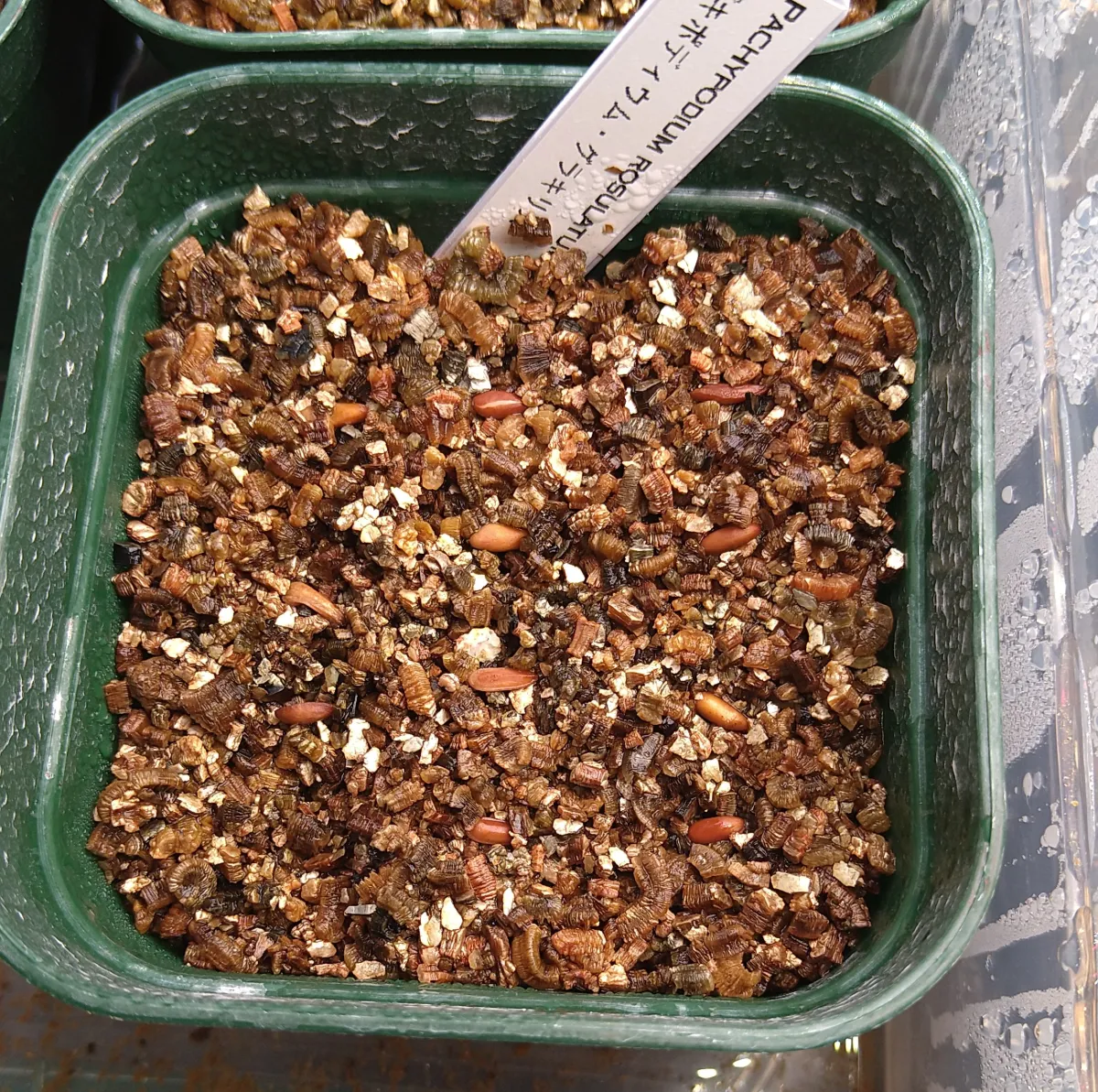 Pachypodium rosulatum var. gracilius (パキポディウム グラキリス)