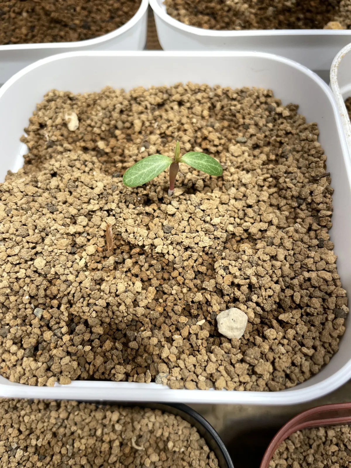 Fouquieria purpusii (フォークイエリア プルプシー)