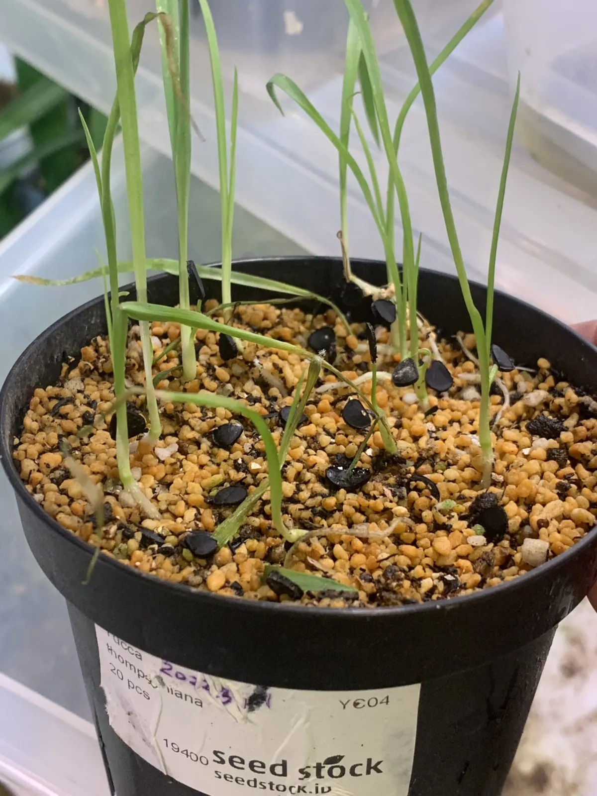 Yucca thompsoniana (ユッカ トンプソニアーナ)