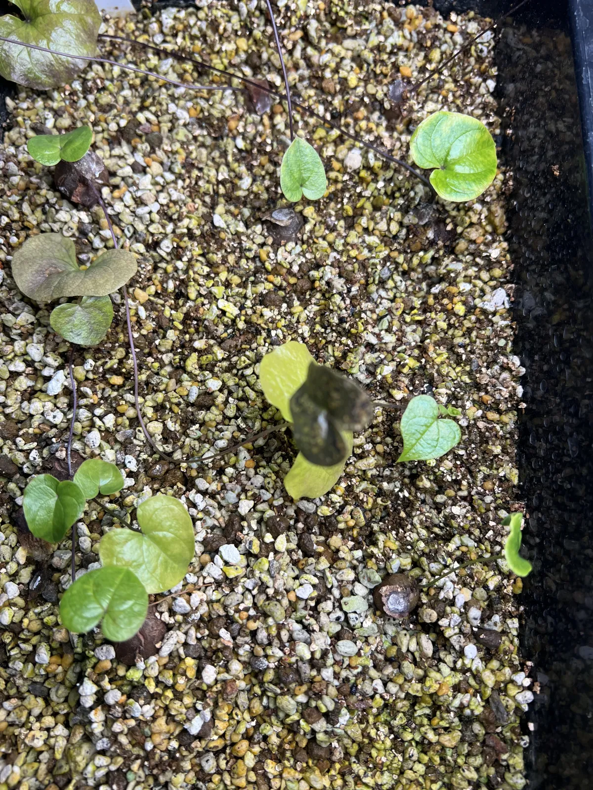 Dioscorea elephantipes (ディオスコレア エレファンティペス2023F)