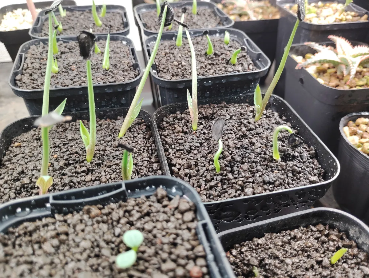 Agave angustifolia (アガベ アンガスティフォリア (Espadín))