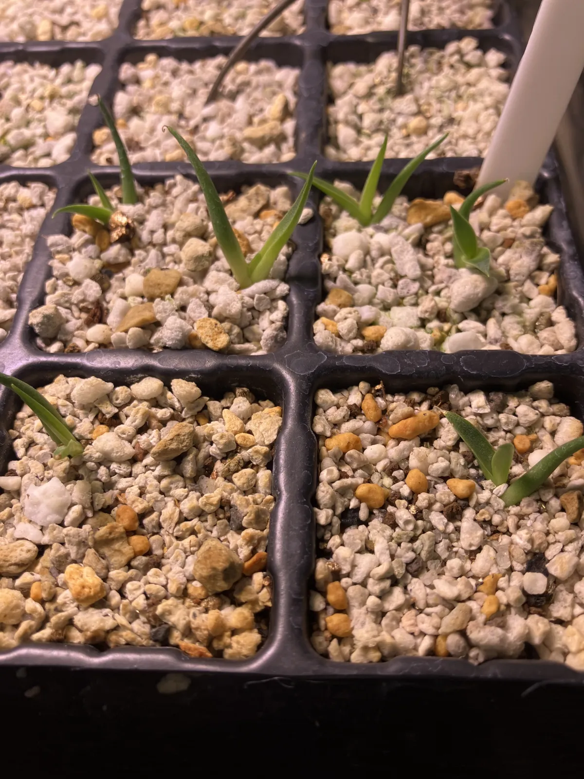 Agave utahensis ssp. utahensis (アガベ ユタエンシス)