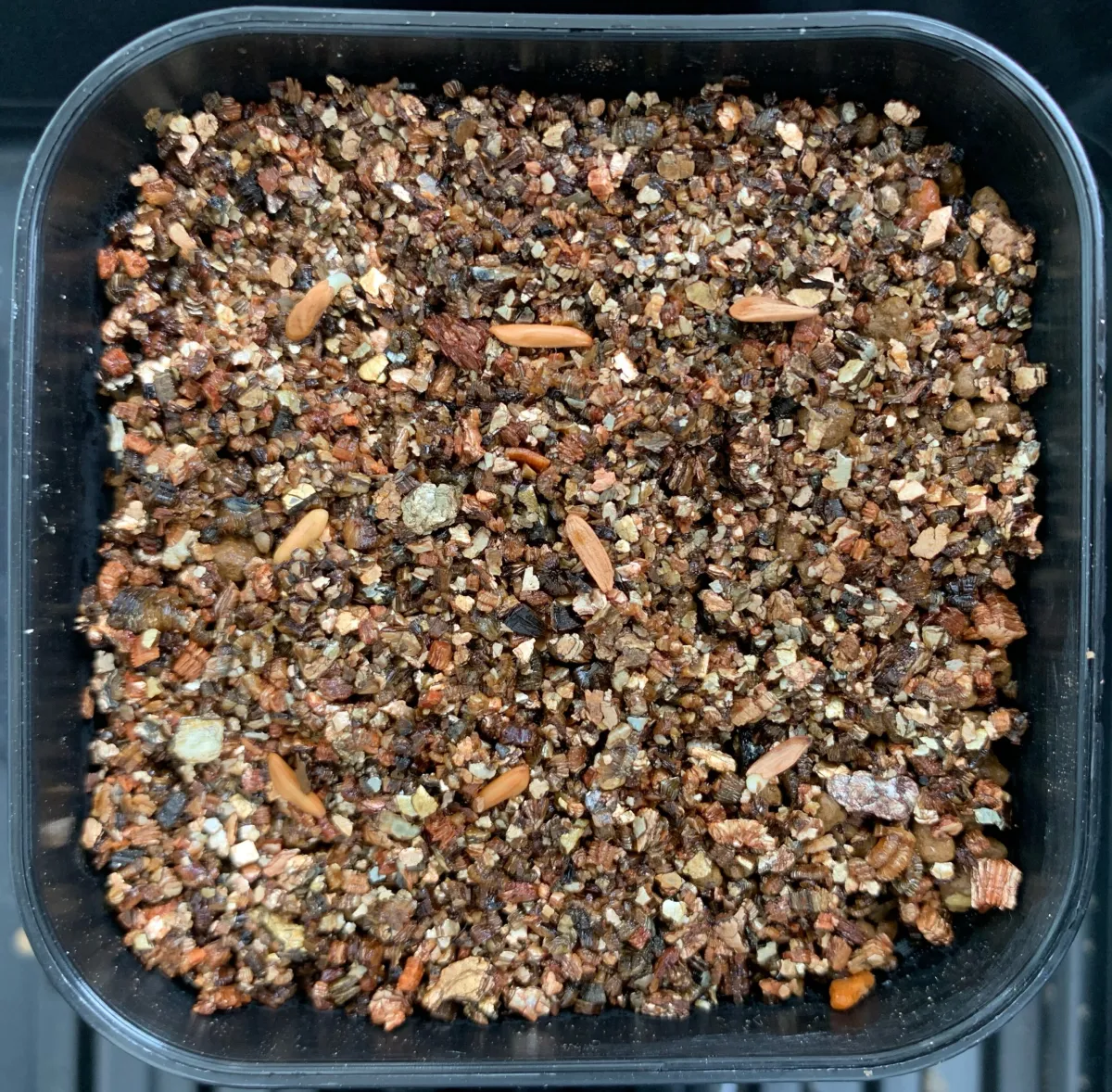 Pachypodium rosulatum ssp. cactipes (パキポディウム カクチペス)