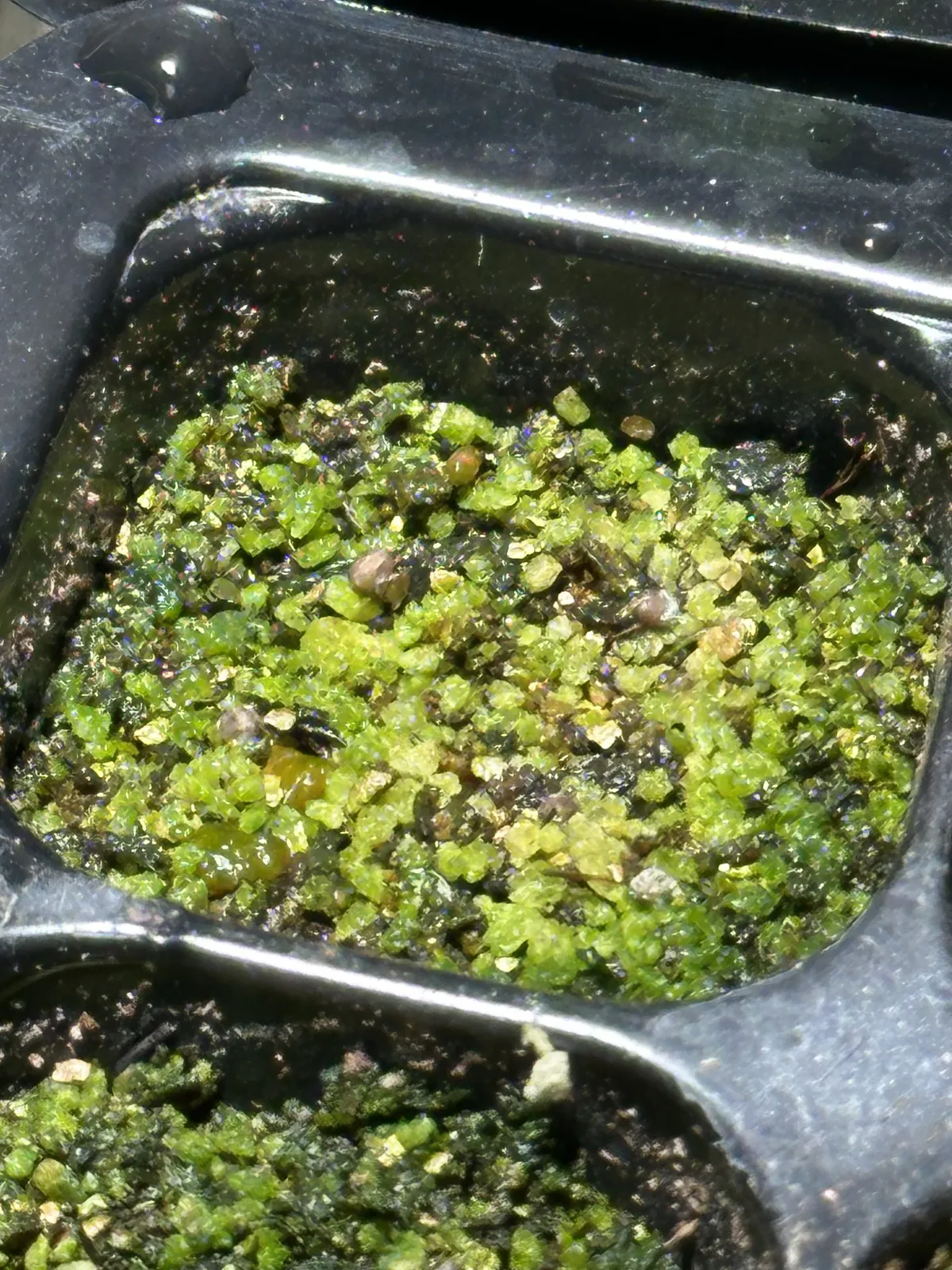 Euphorbia stellata (ユーフォルビア ステラータ 飛竜)