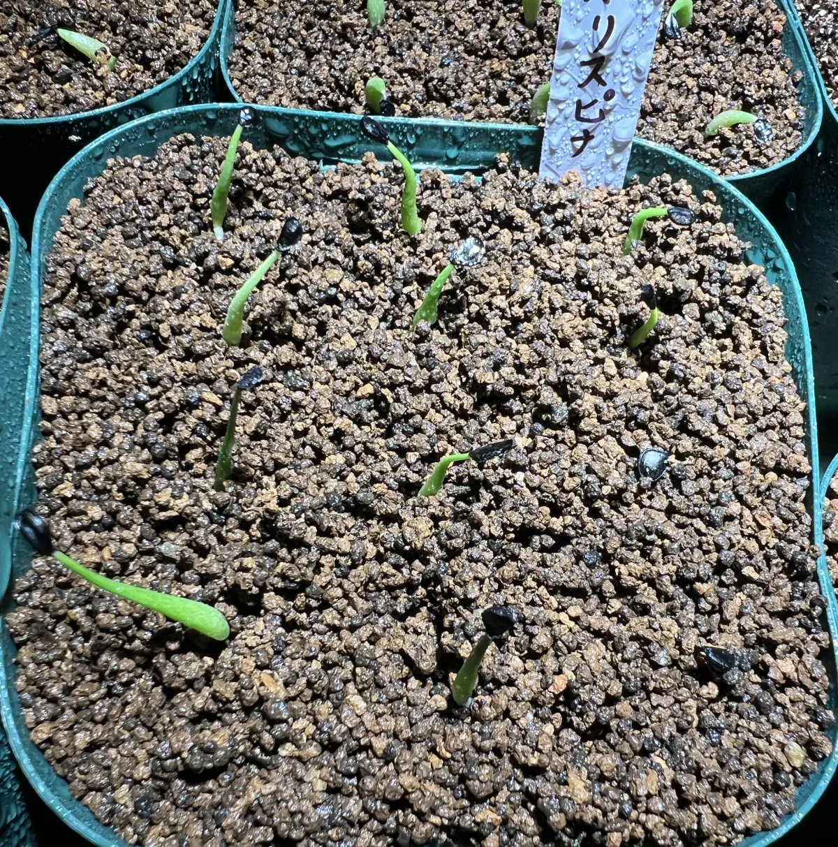 Agave utahensis var. eborispina (アガベ エボリスピナ)