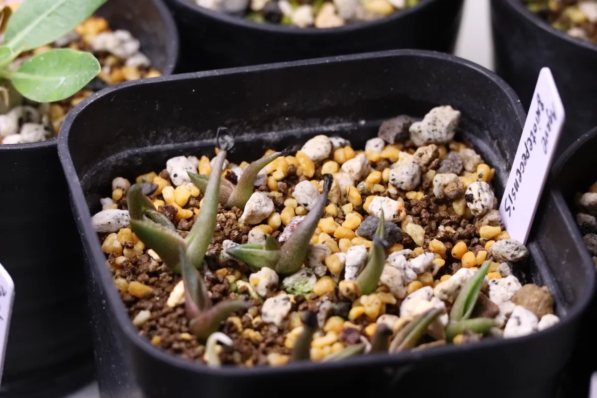 Agave quiotepecensis (アガベ クイオテペセンシス)