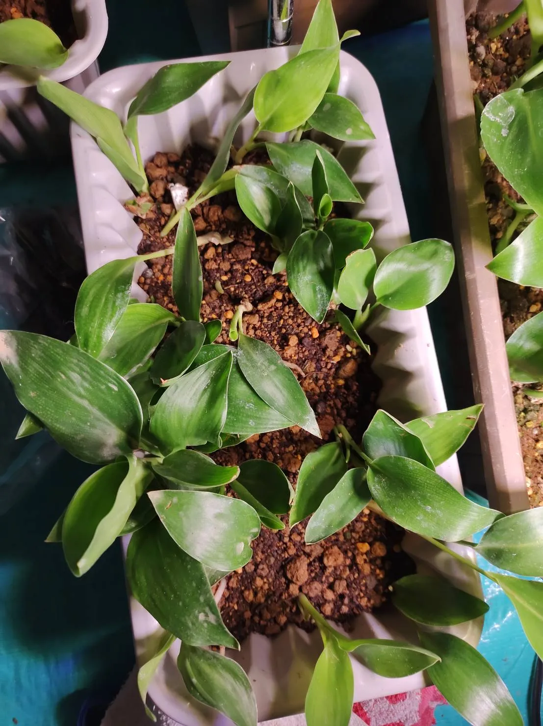 Strelitzia reginae (ストレリチア レジーナ)