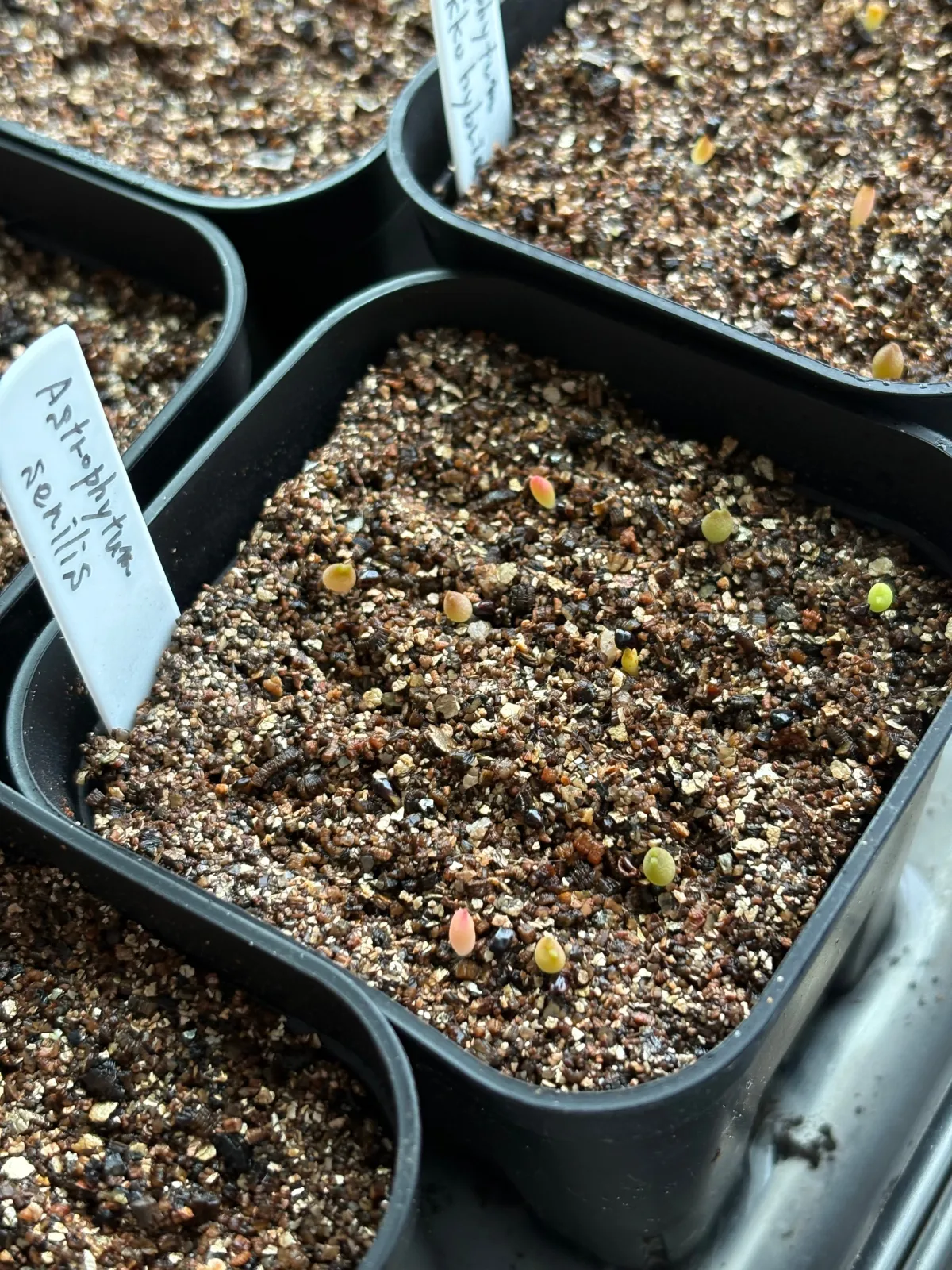 Astrophytum senilis (アストロフィツム セニリス)