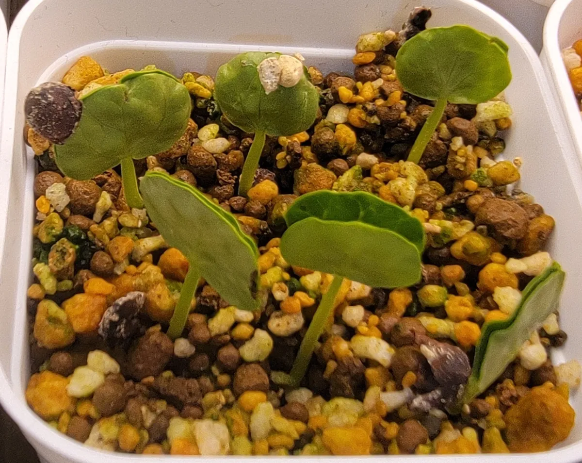 Senna singueana (センナ シンゲアナ)