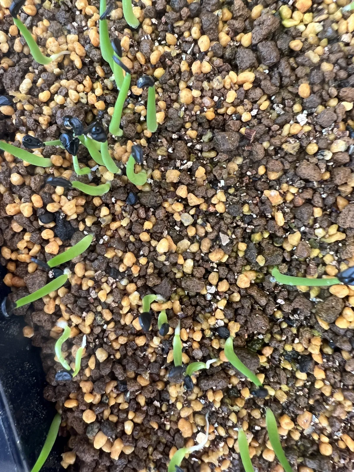 Agave potreriana (アガベ ポトレリアナ)