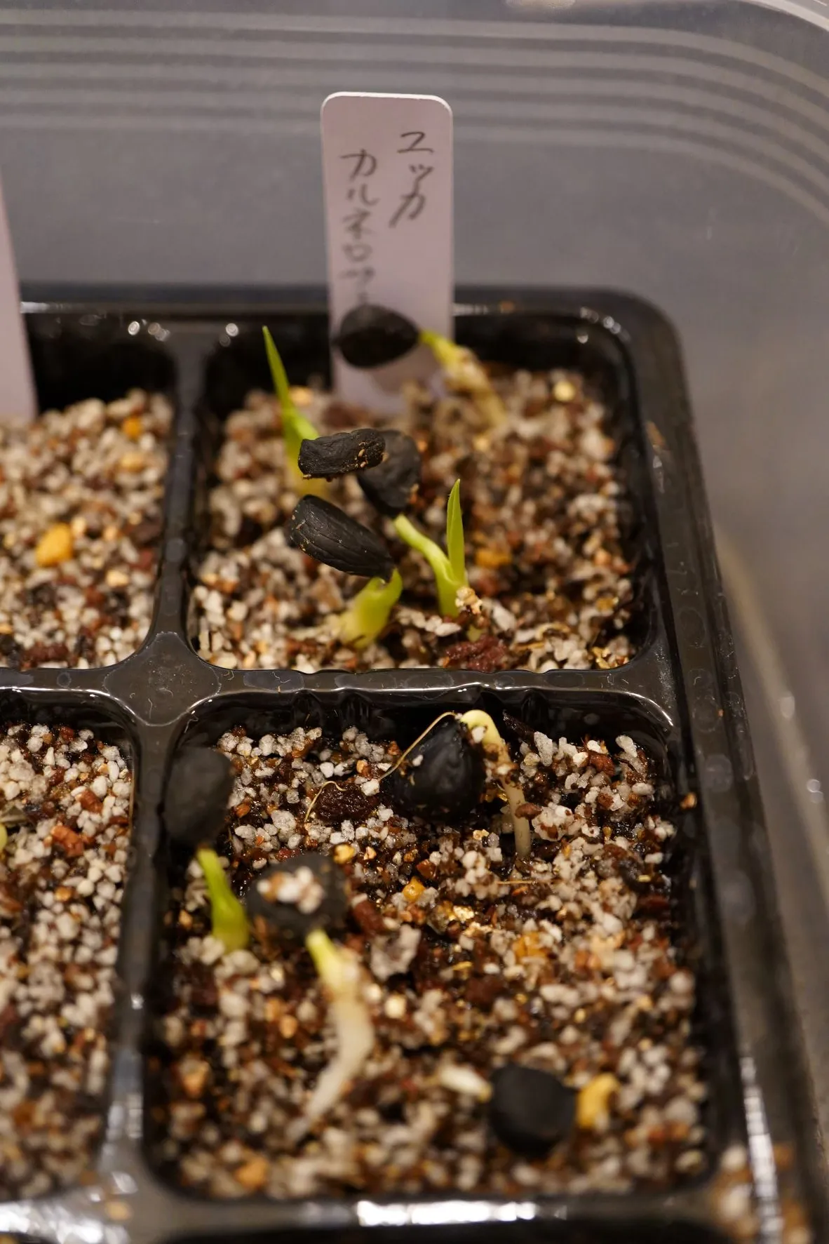 Yucca carnerosana (ユッカ カルネロサーナ)