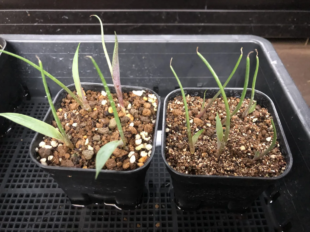 Agave cupreata (アガベ クプレアータ)