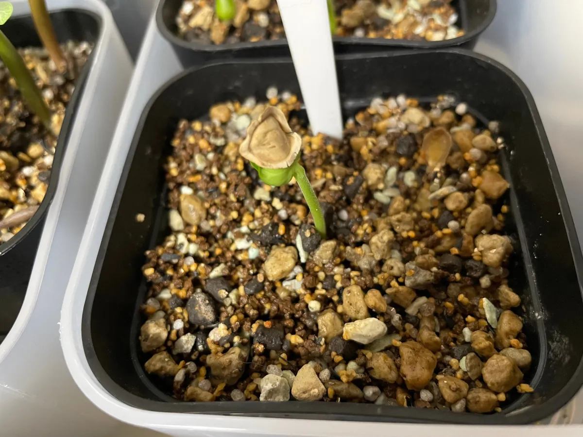 Fockea multiflora (フォッケア ムルチフローラ)