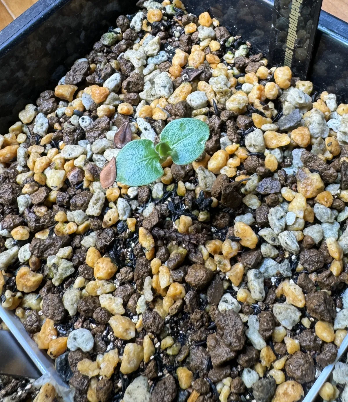 Pachypodium saundersii (パキポディウム サンデルシー 白馬城)