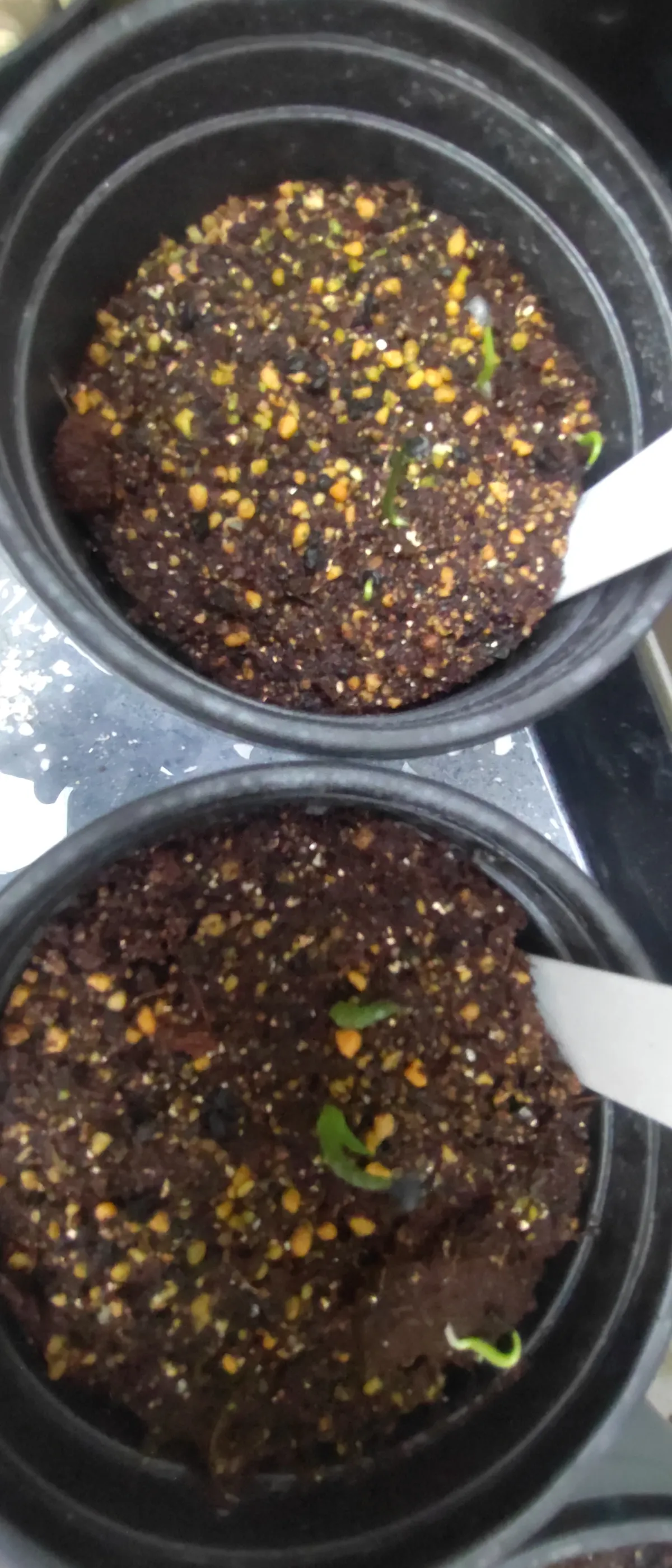 Agave stricta (アガベ ストリクタ)