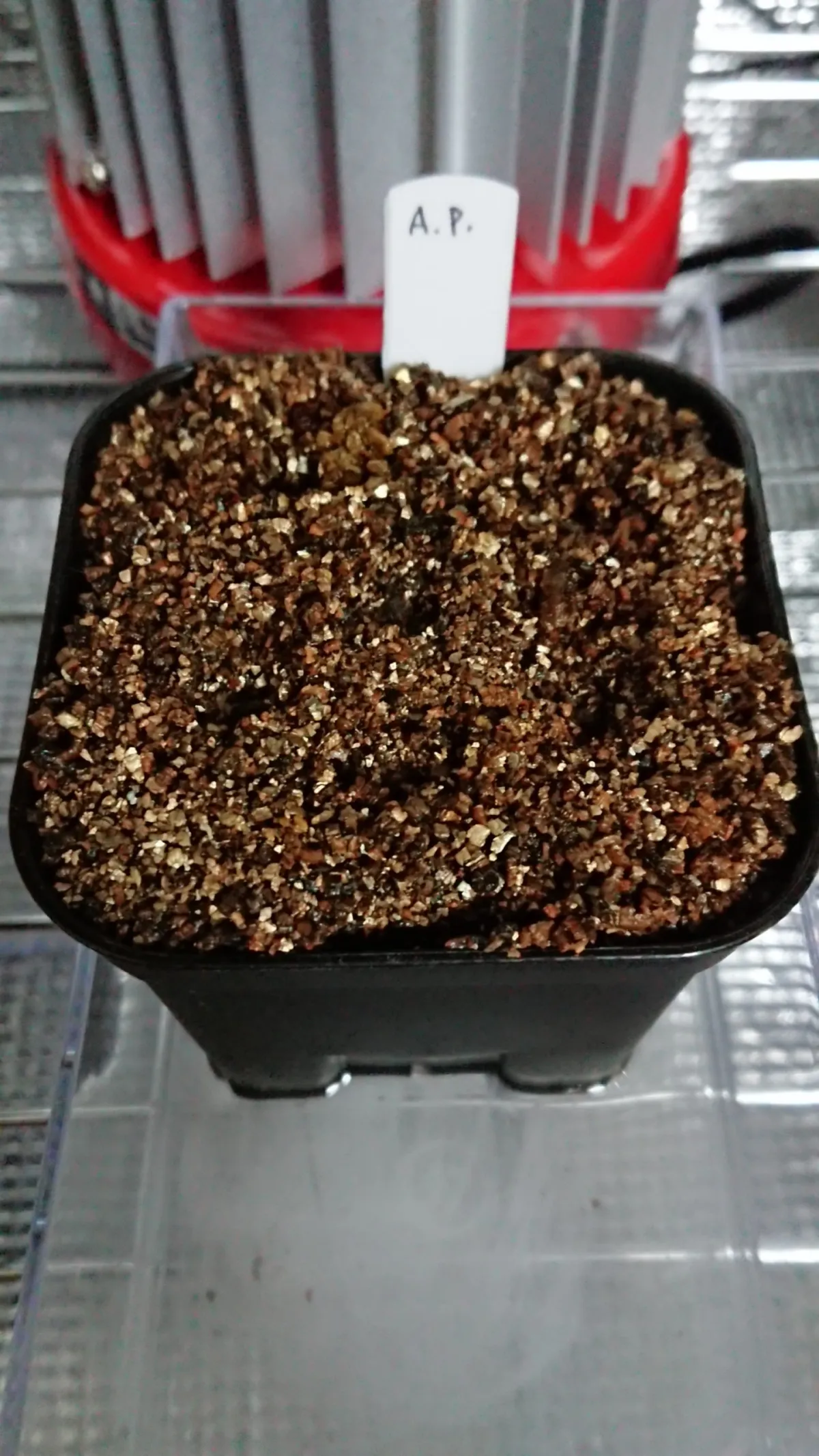 Alluaudia procera (アローディア プロセラ 亜竜木)