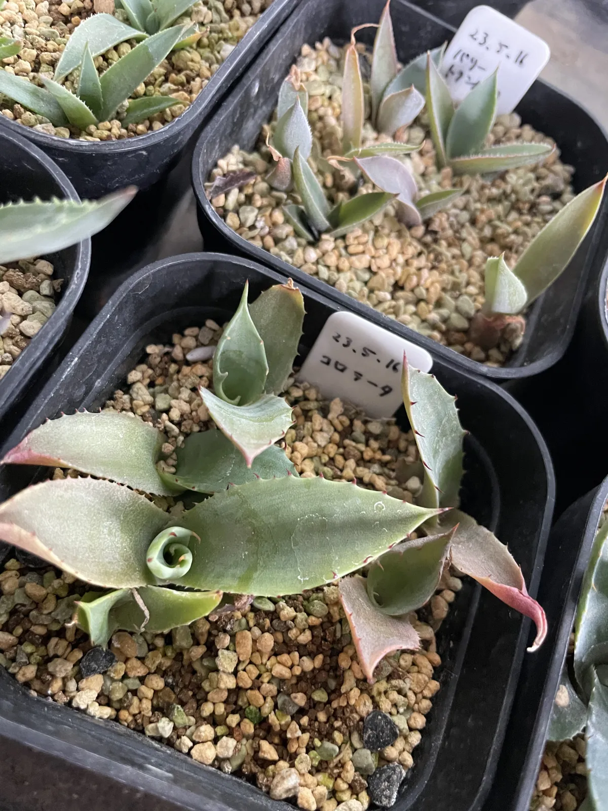 Agave colorata Mescal Ceniza (アガベ コロラータ)