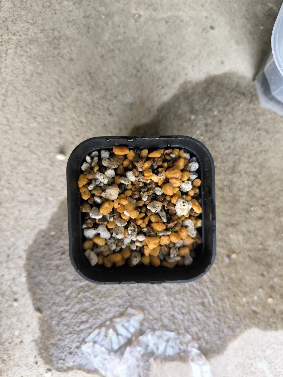 Begonia pengchingii (ベゴニア ペングチンギー)