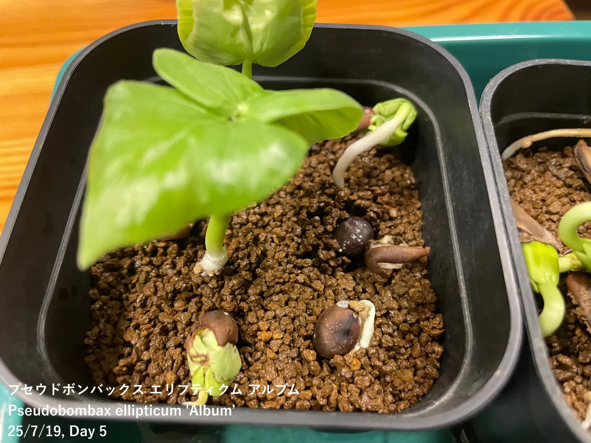 Pseudobombax ellipticum 'Alba' (セウドボンバックス エリプティカム アルバム)