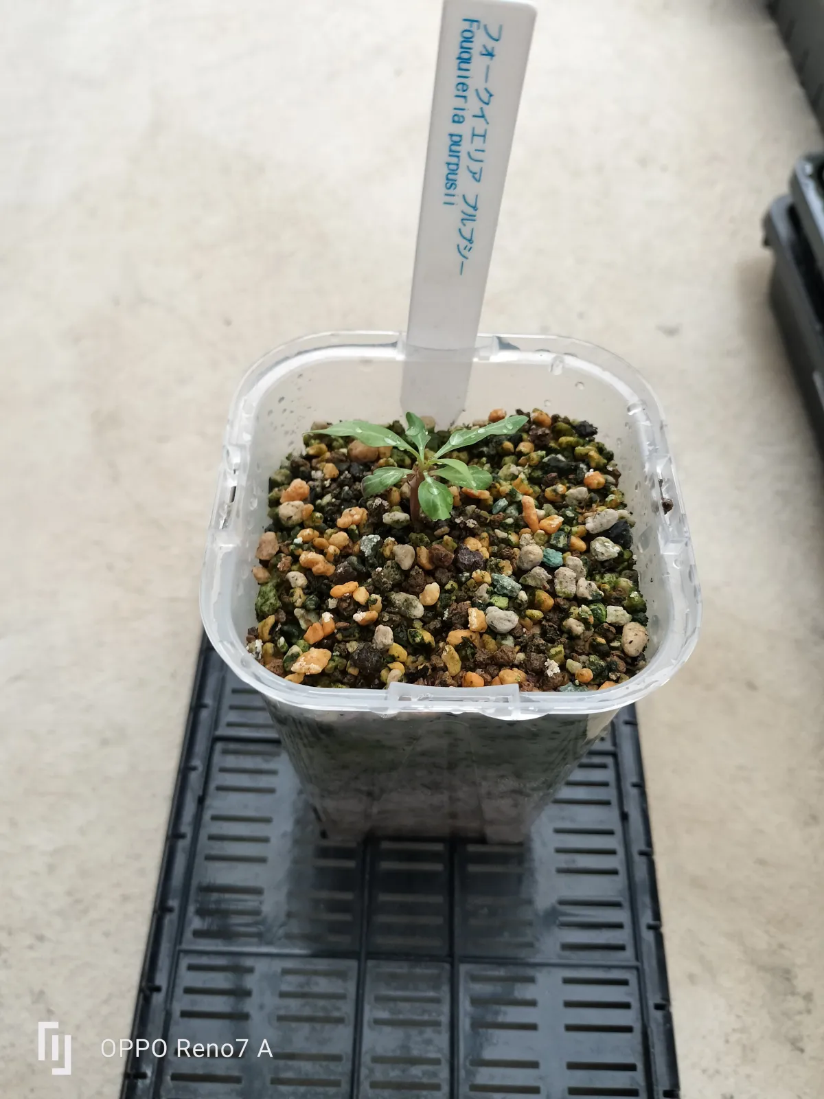 Fouquieria purpusii (フォークイエリア プルプシー)