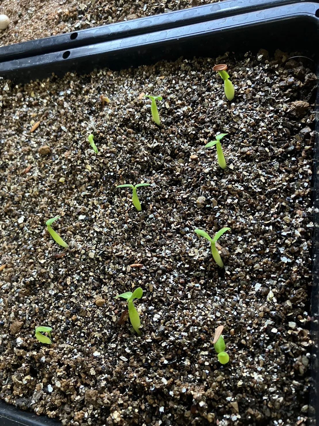 Pachypodium rosulatum var. gracilius (パキポディウム グラキリス)