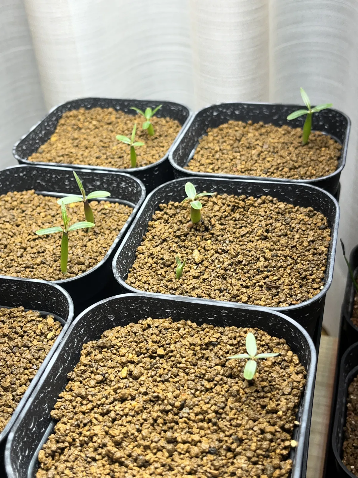 Pachypodium rosulatum var. gracilius (パキポディウム グラキリス)