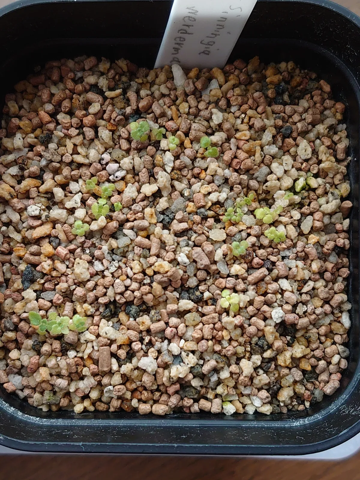 Sinningia werdermannii (シンニンギア ウェルデルマニー)