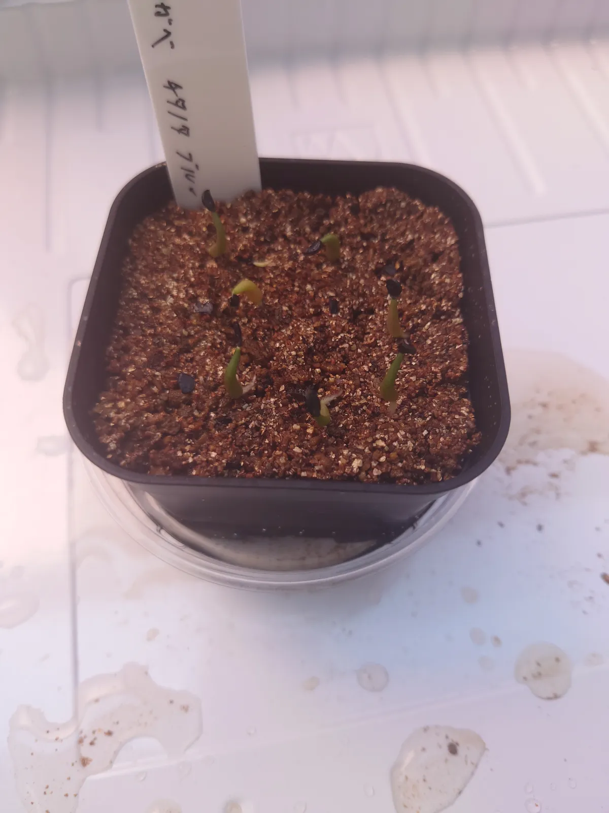 Agave titanota 'Blue' (アガベ チタノタブルー)