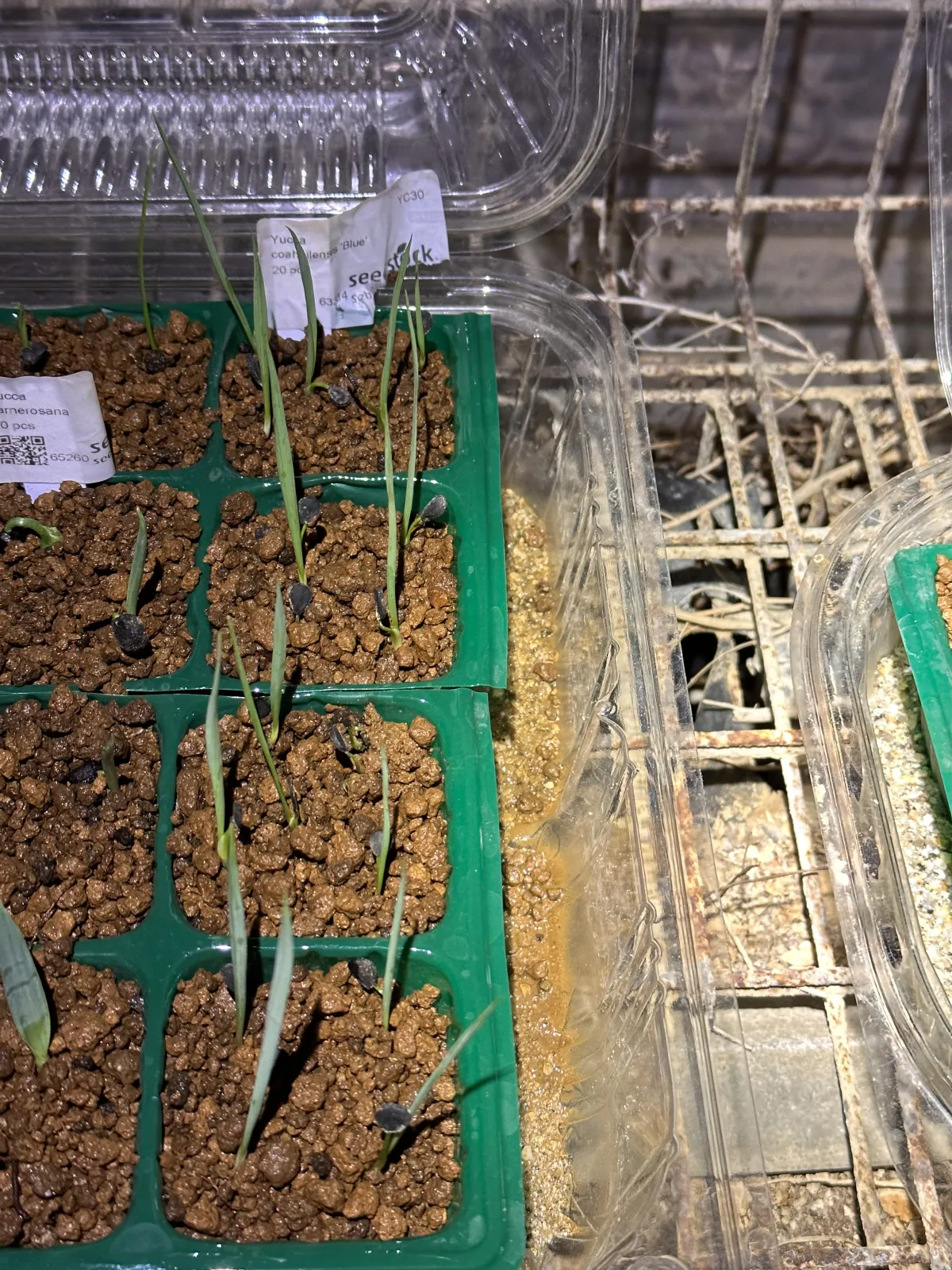 Yucca coahuilensis (ユッカ コアフイレンシスブルー)