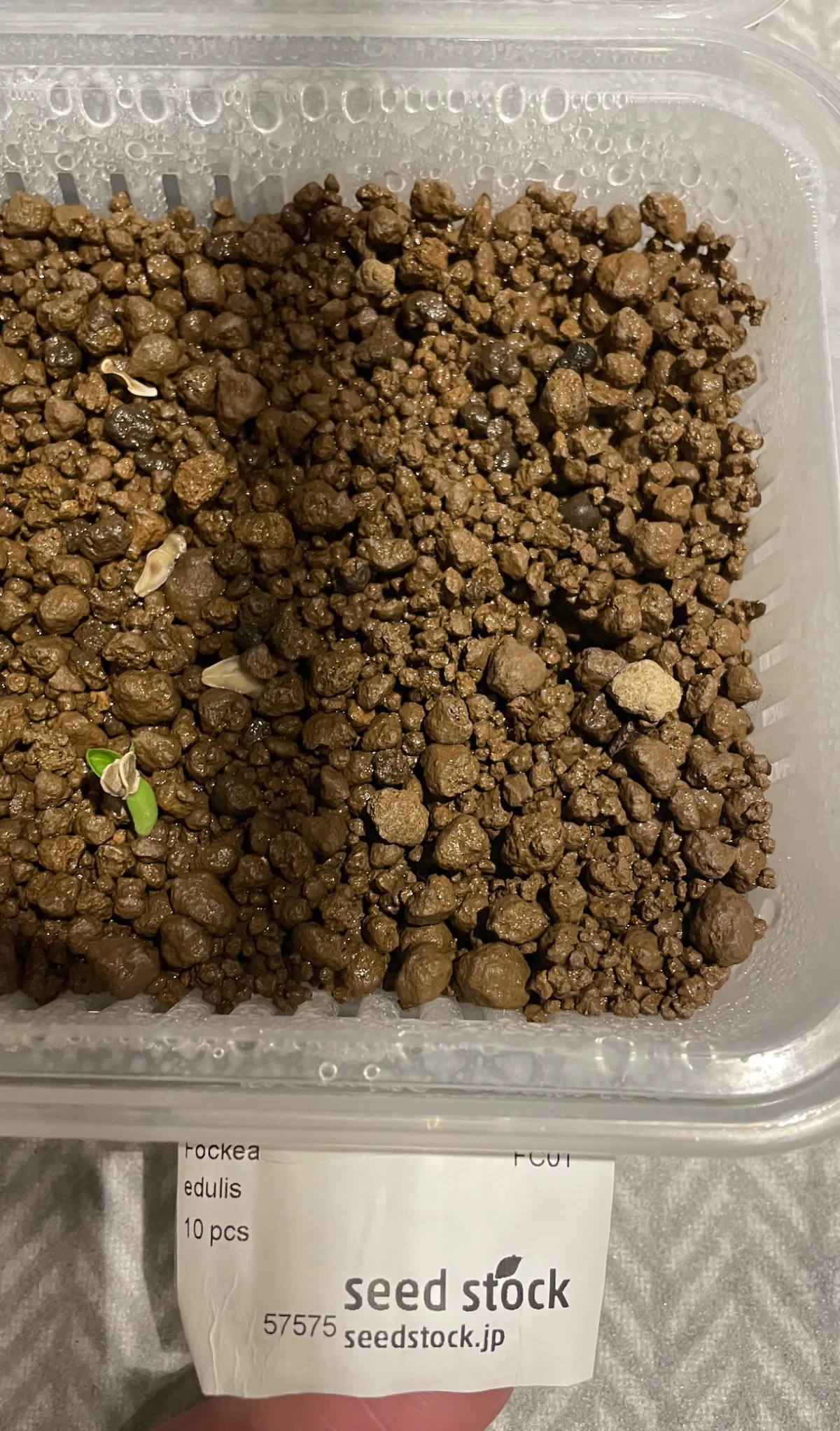 Fockea edulis (フォッケア 火星人)