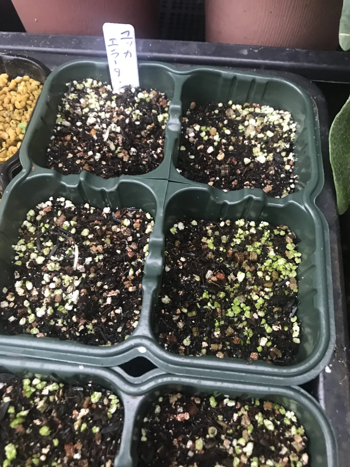 Yucca elata (ユッカ エラータ)