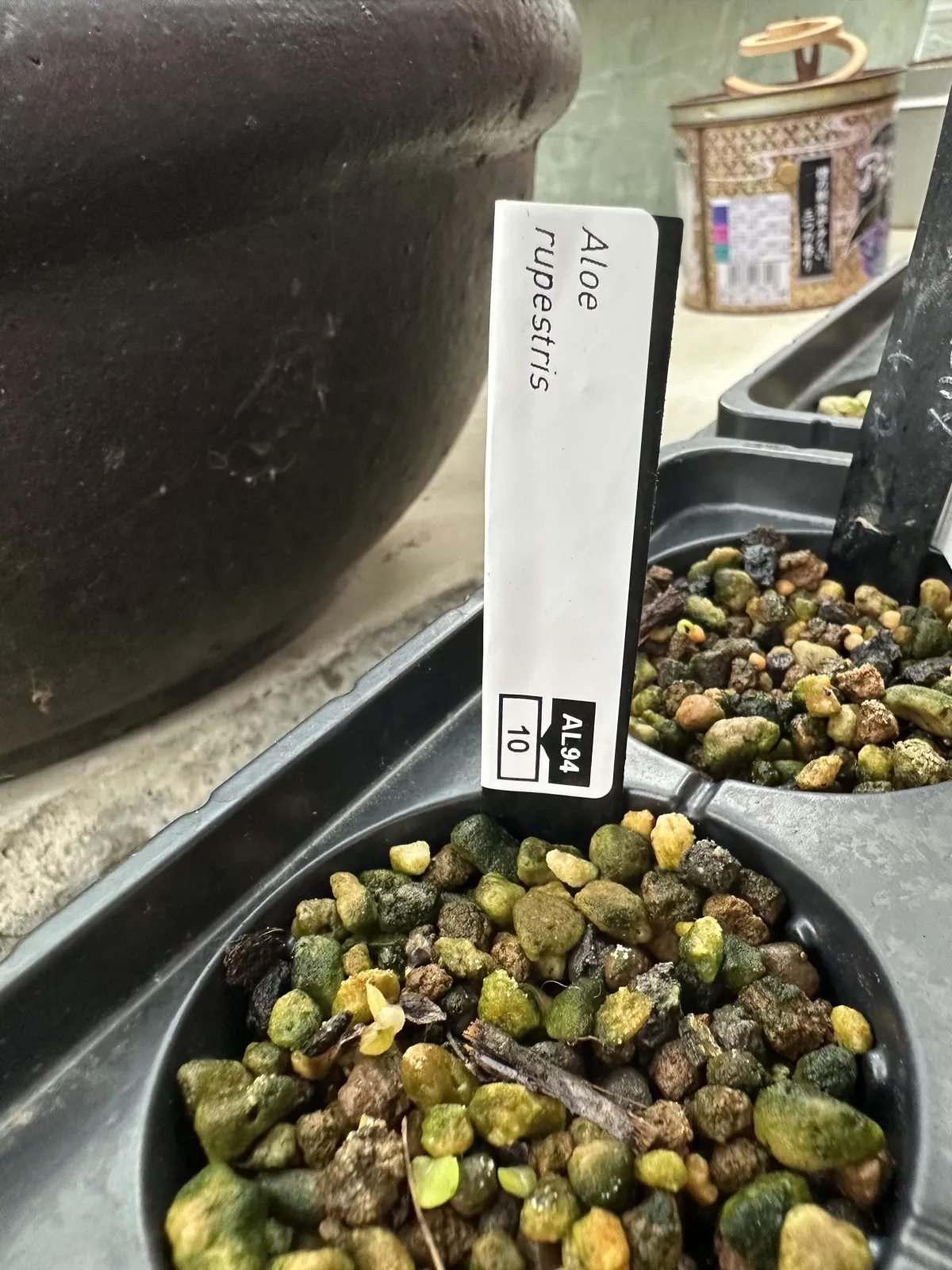 Aloe rupestris (アロエ ラペストリス)