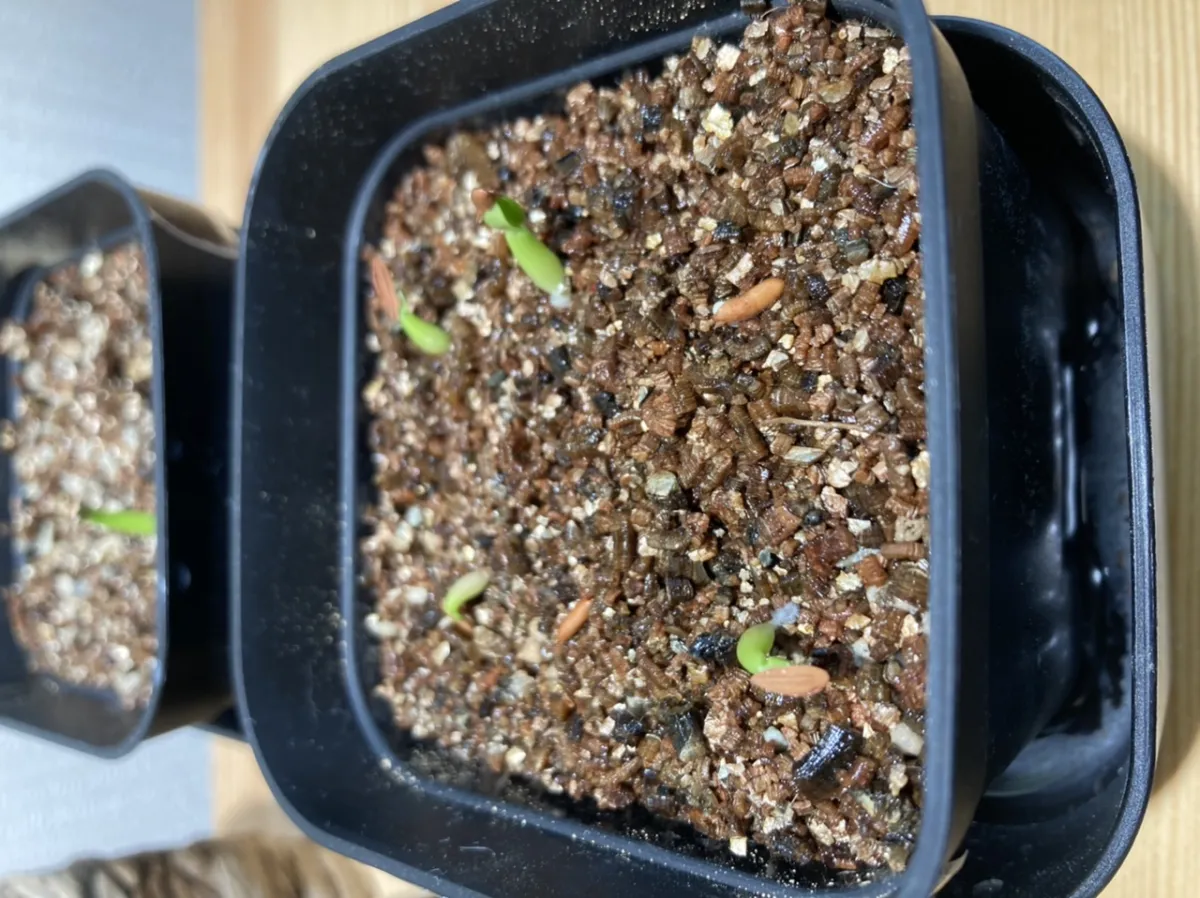 Pachypodium rosulatum var. gracilius (パキポディウム グラキリス)