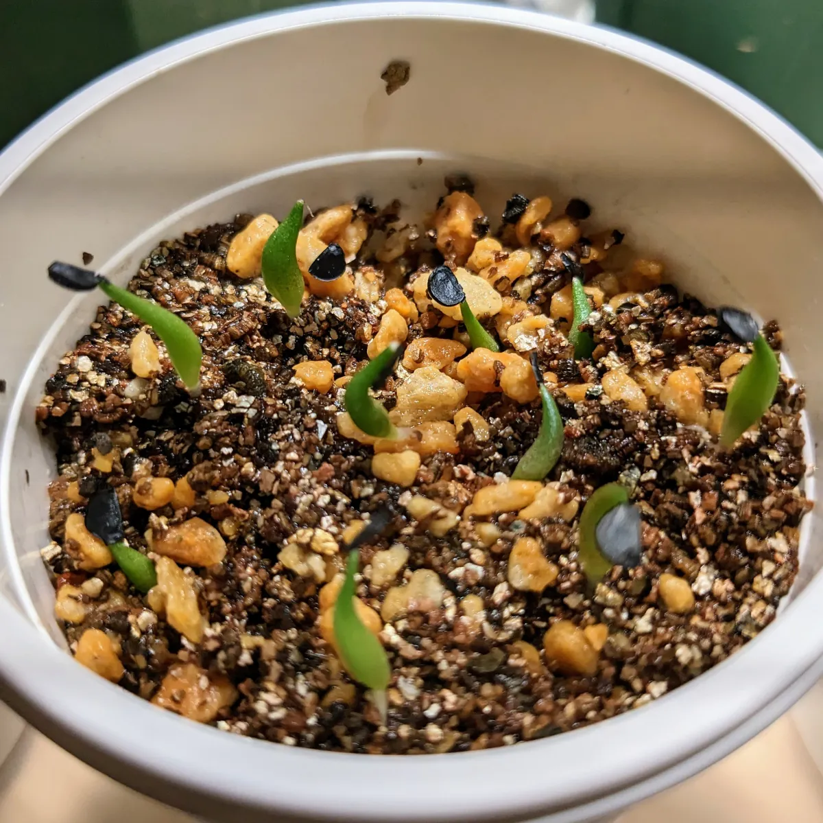 Agave oteroi (アガベ オテロイ)