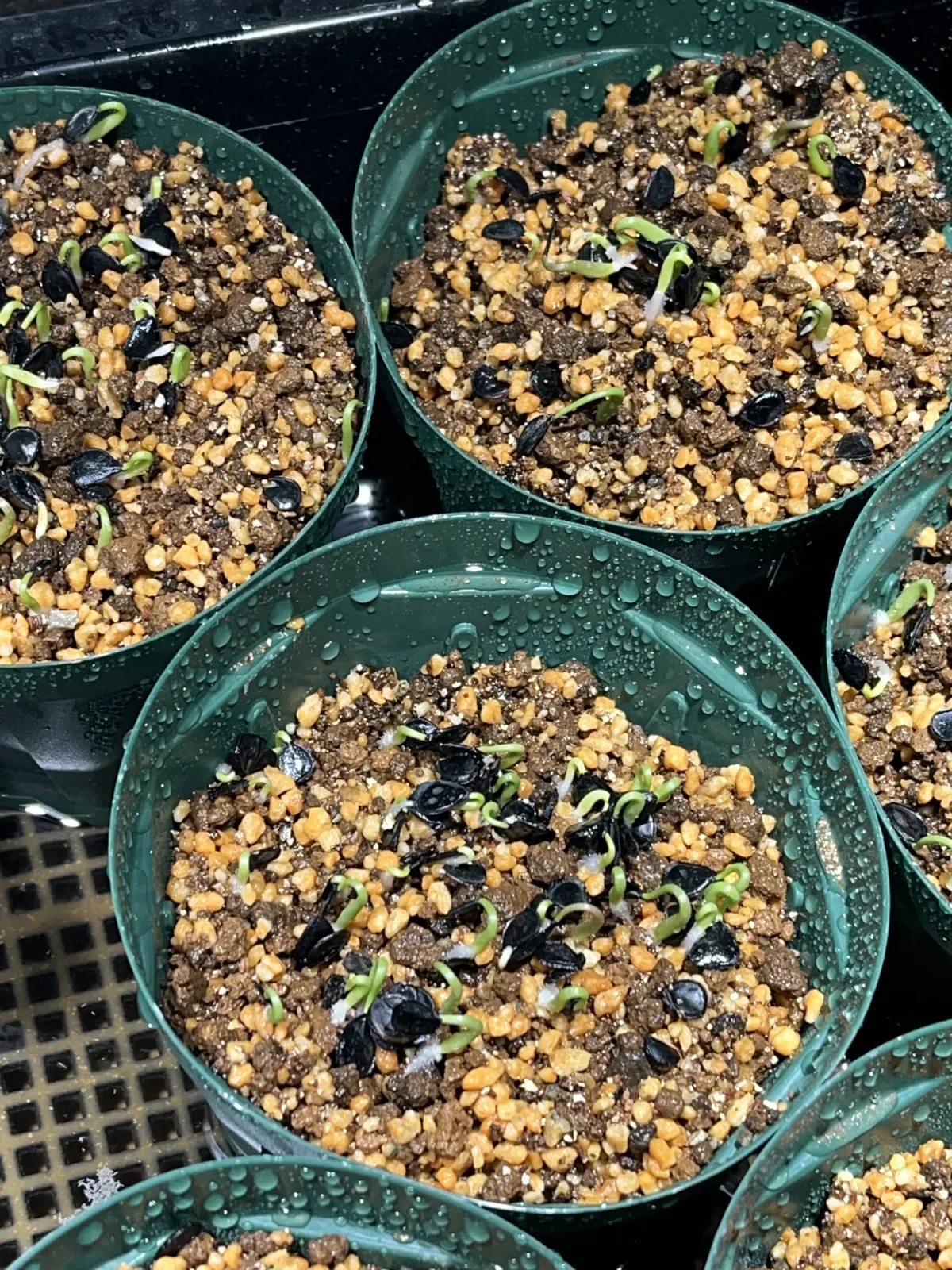 Agave potatorum Dwarf (アガベ ポタトラムドワーフ)