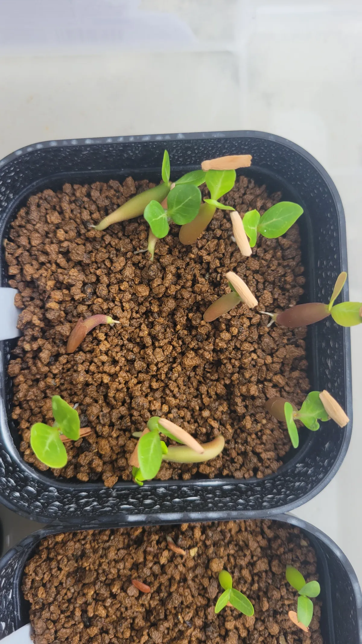 Adenium somalense (アデニウム ソマレンセ)