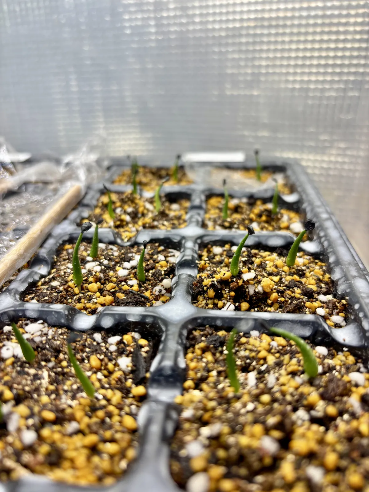 Agave utahensis var. eborispina 'Vegas' (アガベ エボリスピナ ヴェガス)