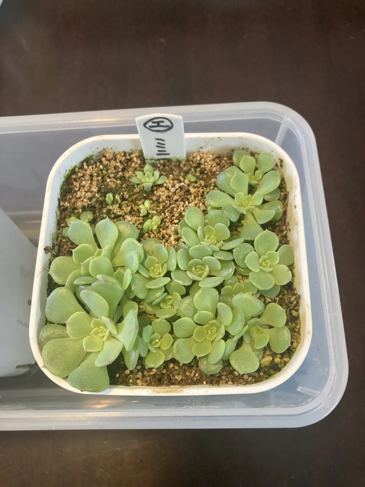 Echeveria minima (エケベリア ミニマ)