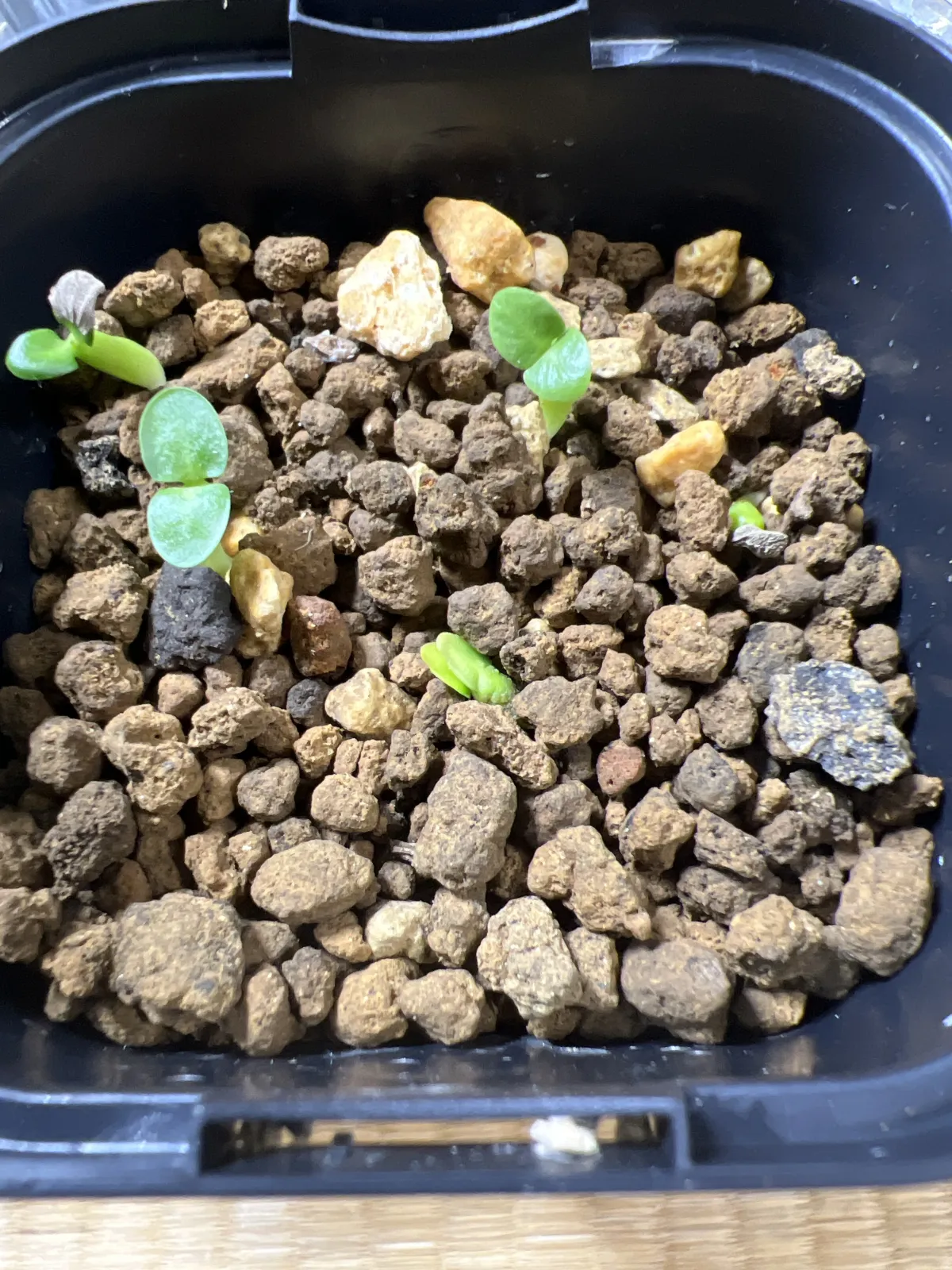 Pachypodium succulentum (パキポディウム サキュレンタム 天馬空)