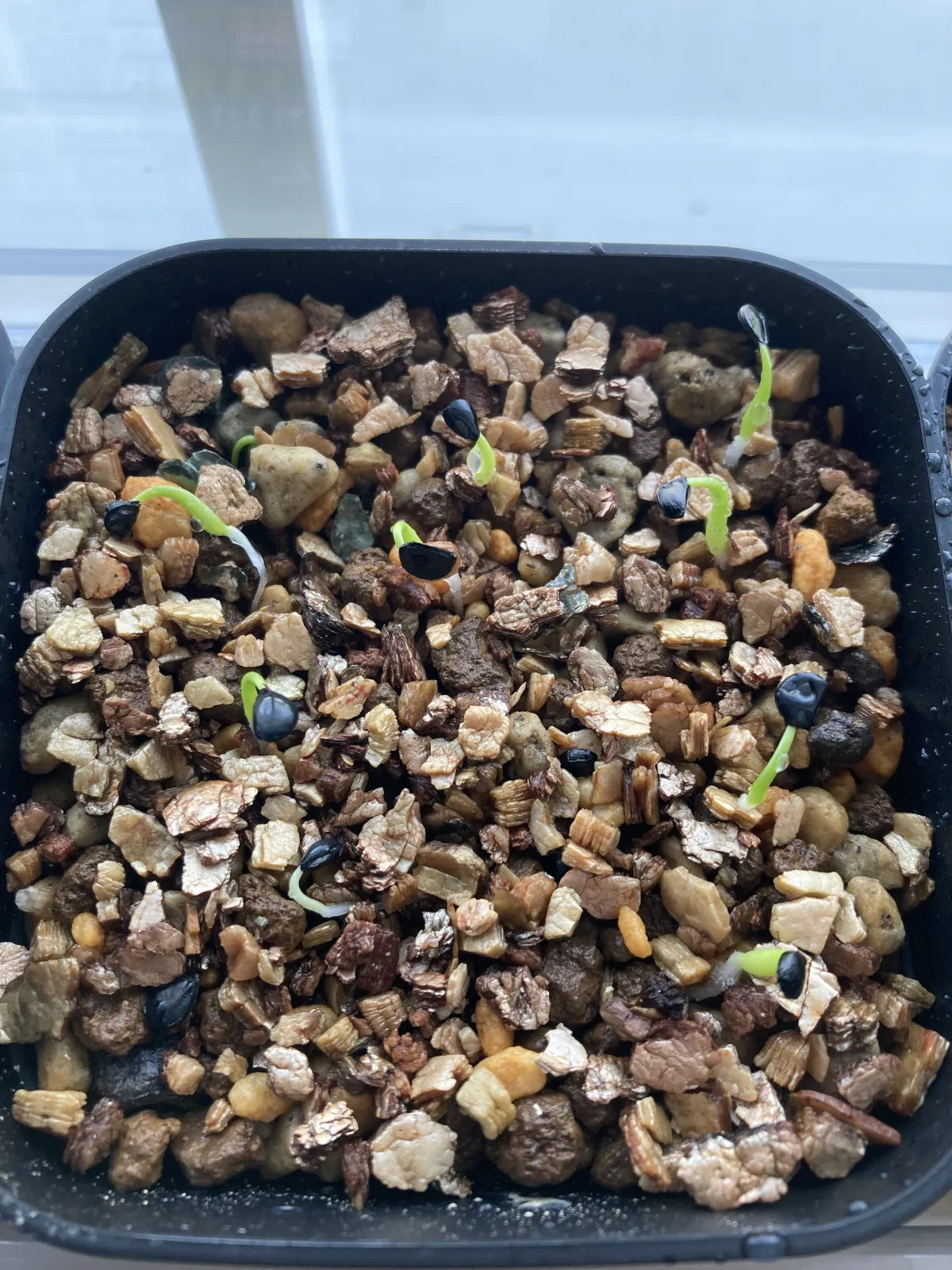 Agave utahensis var. eborispina (アガベ エボリスピナ)