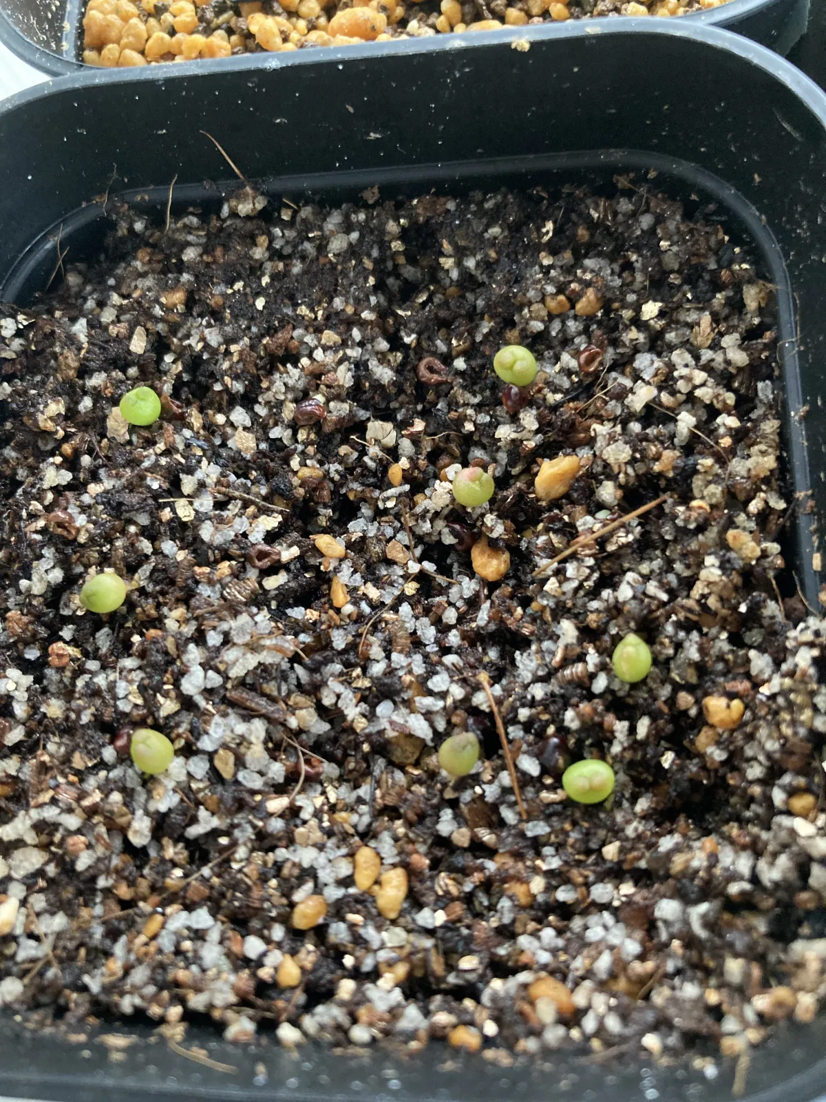 Astrophytum asterias (アストロフィツム ゴンザレス)