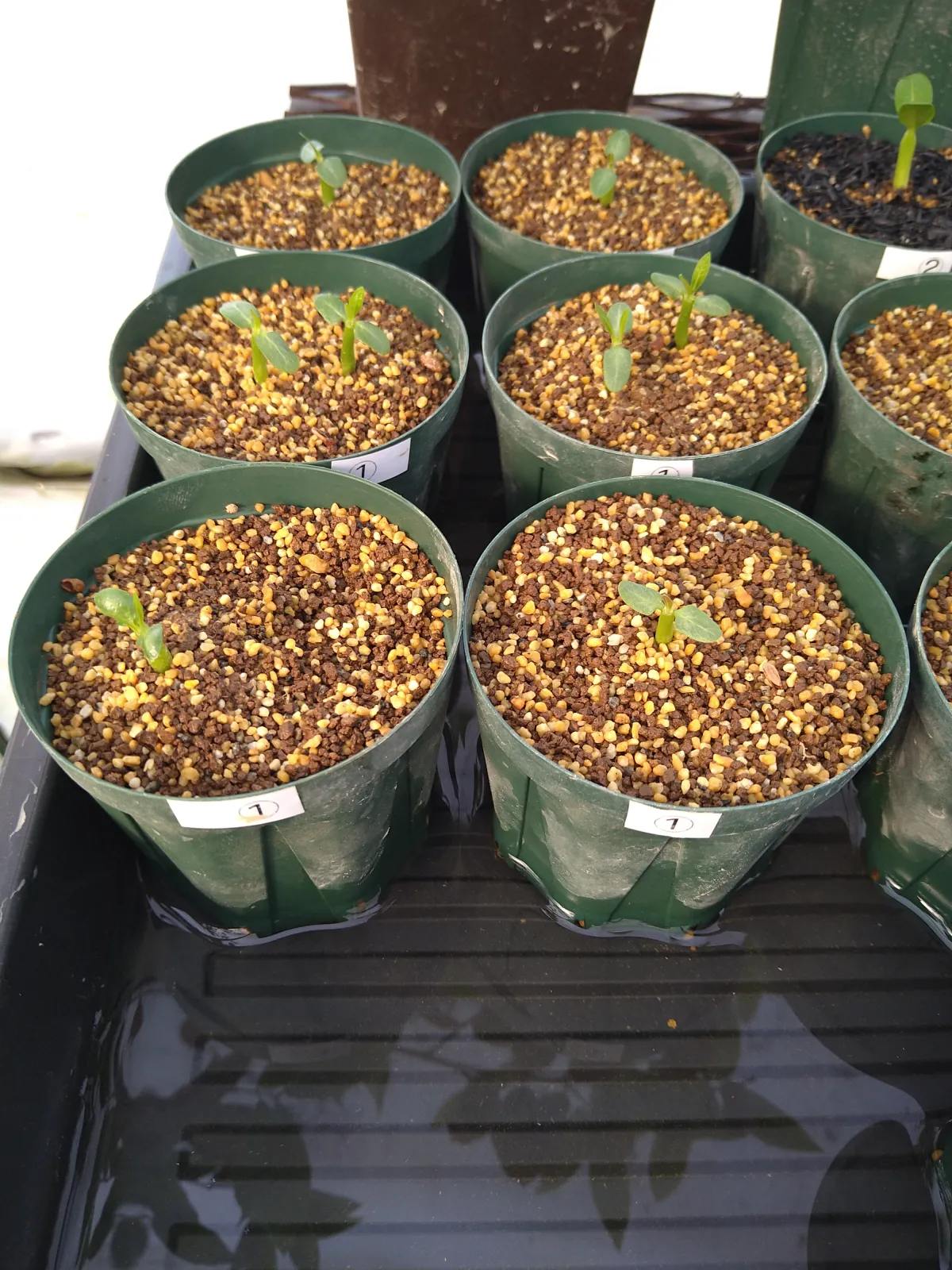 Pachypodium rosulatum var. inopinatum (パキポディウム イノピナツム)